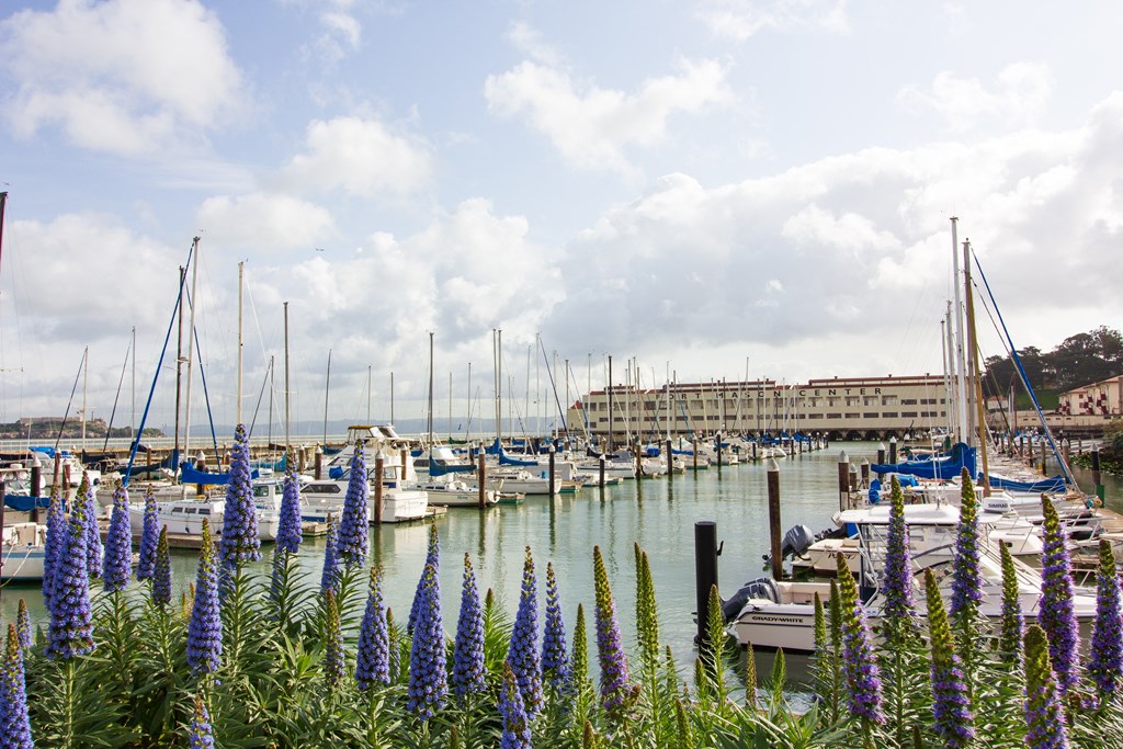 a row of boats docked at a marina with purple flowers