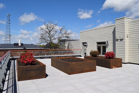 A rooftop garden with three planters and a white building in the background.