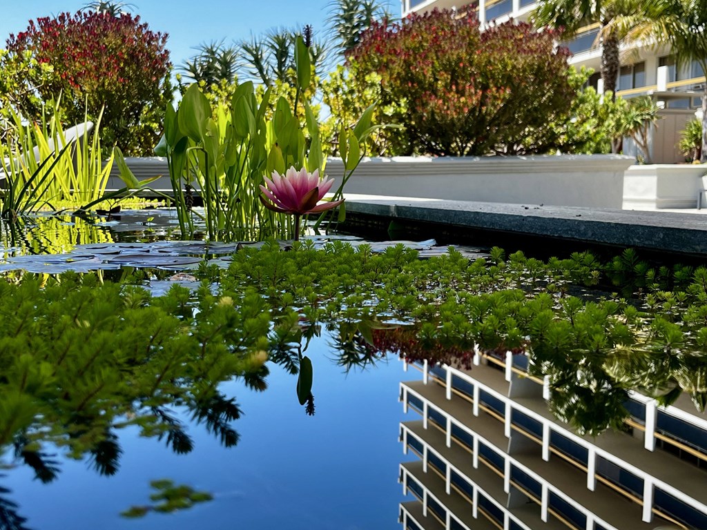 a lily pond with a pink flower on top of a building