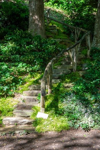 a wooden staircase in the middle of a forest