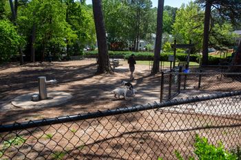 a person walking two dogs in a dog park