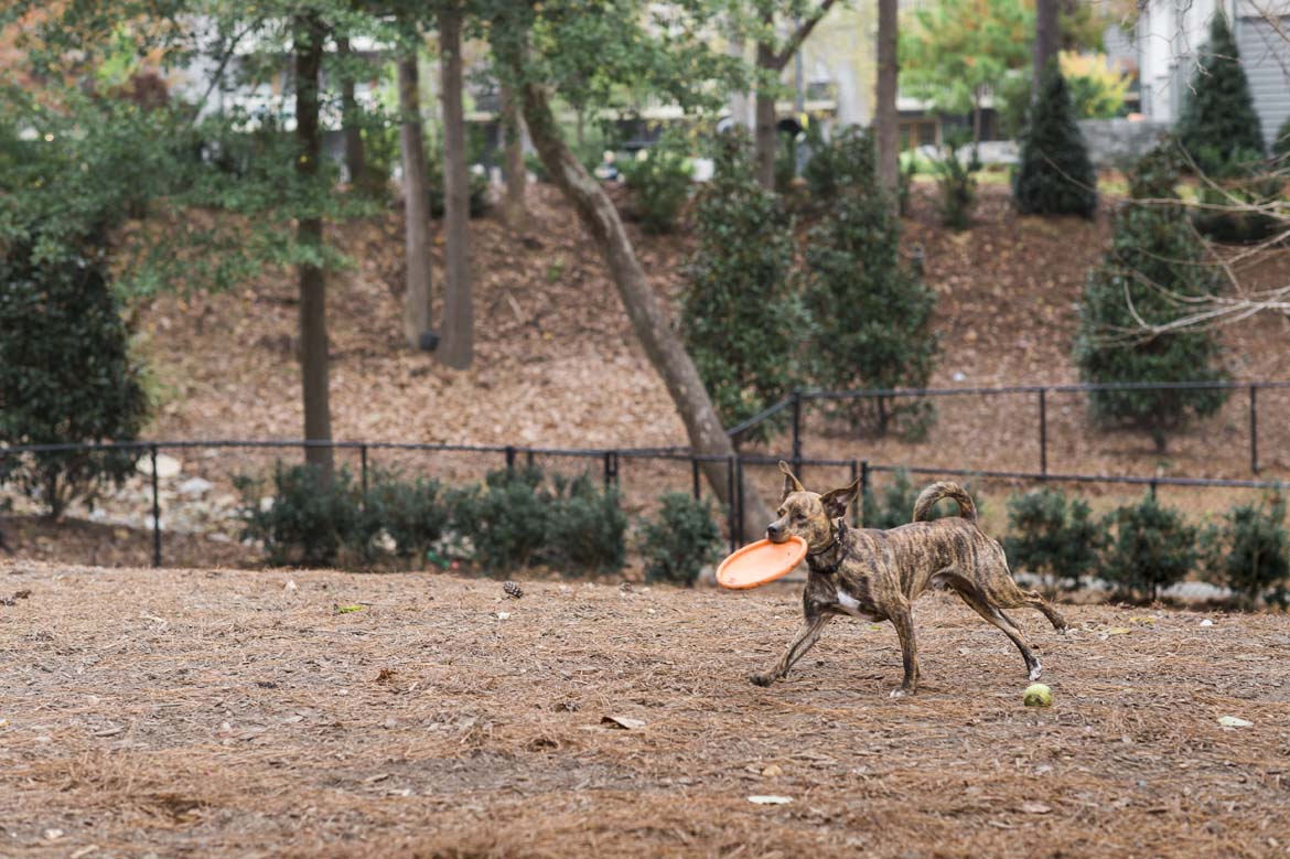 Walton on the Chattahoochee Fenced Dog Park, Atlanta GA