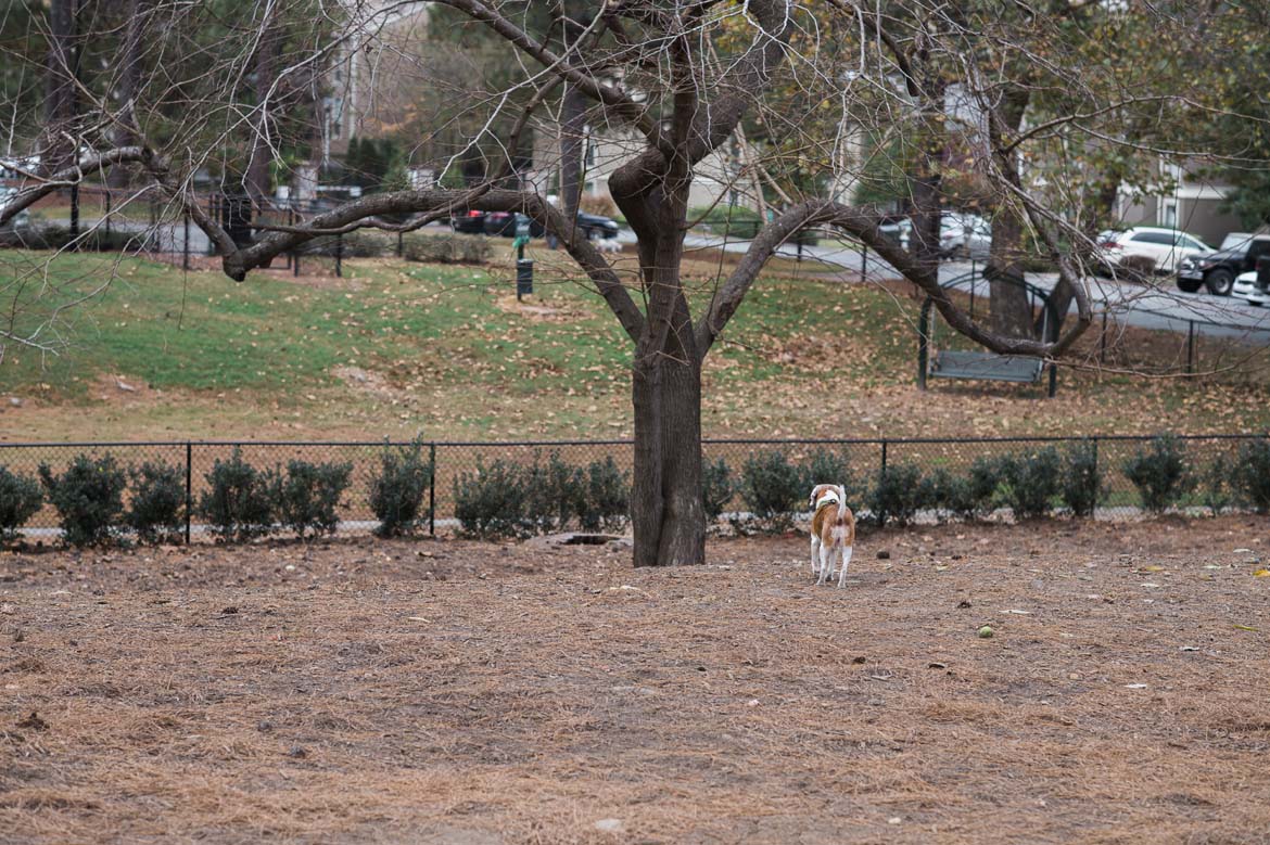 Walton on the Chattahoochee Fenced Dog Park, Atlanta, GA