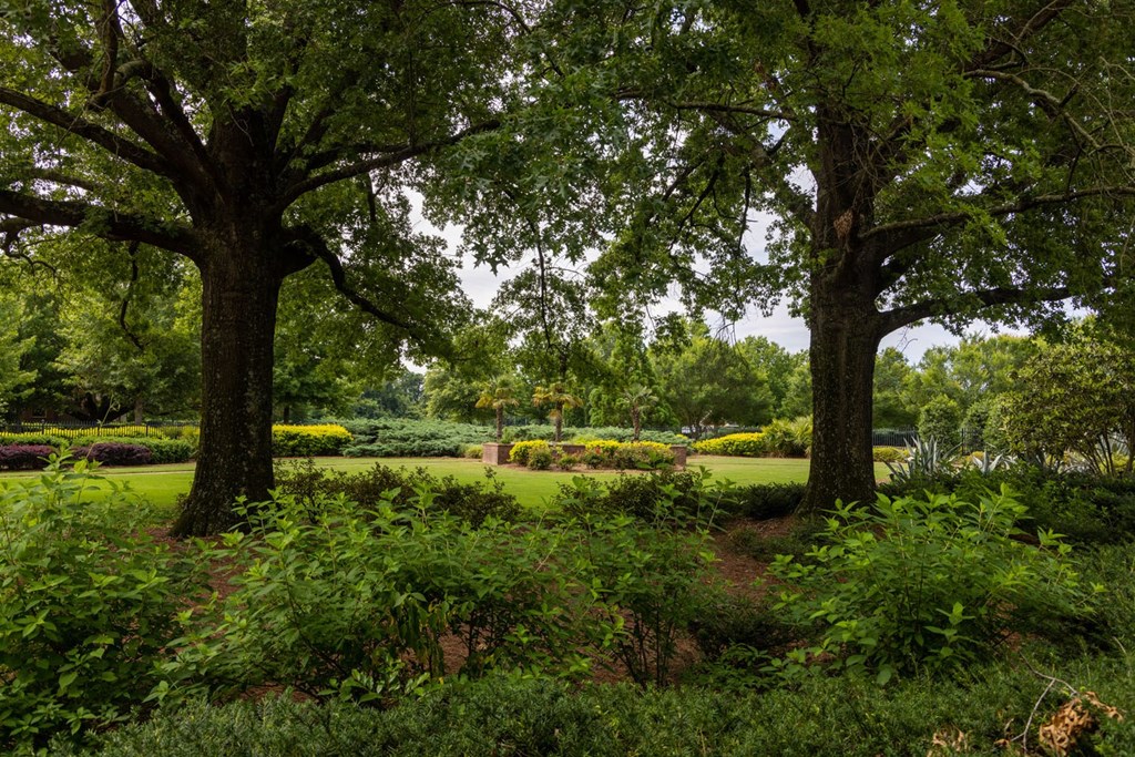 a view of the park from under the trees