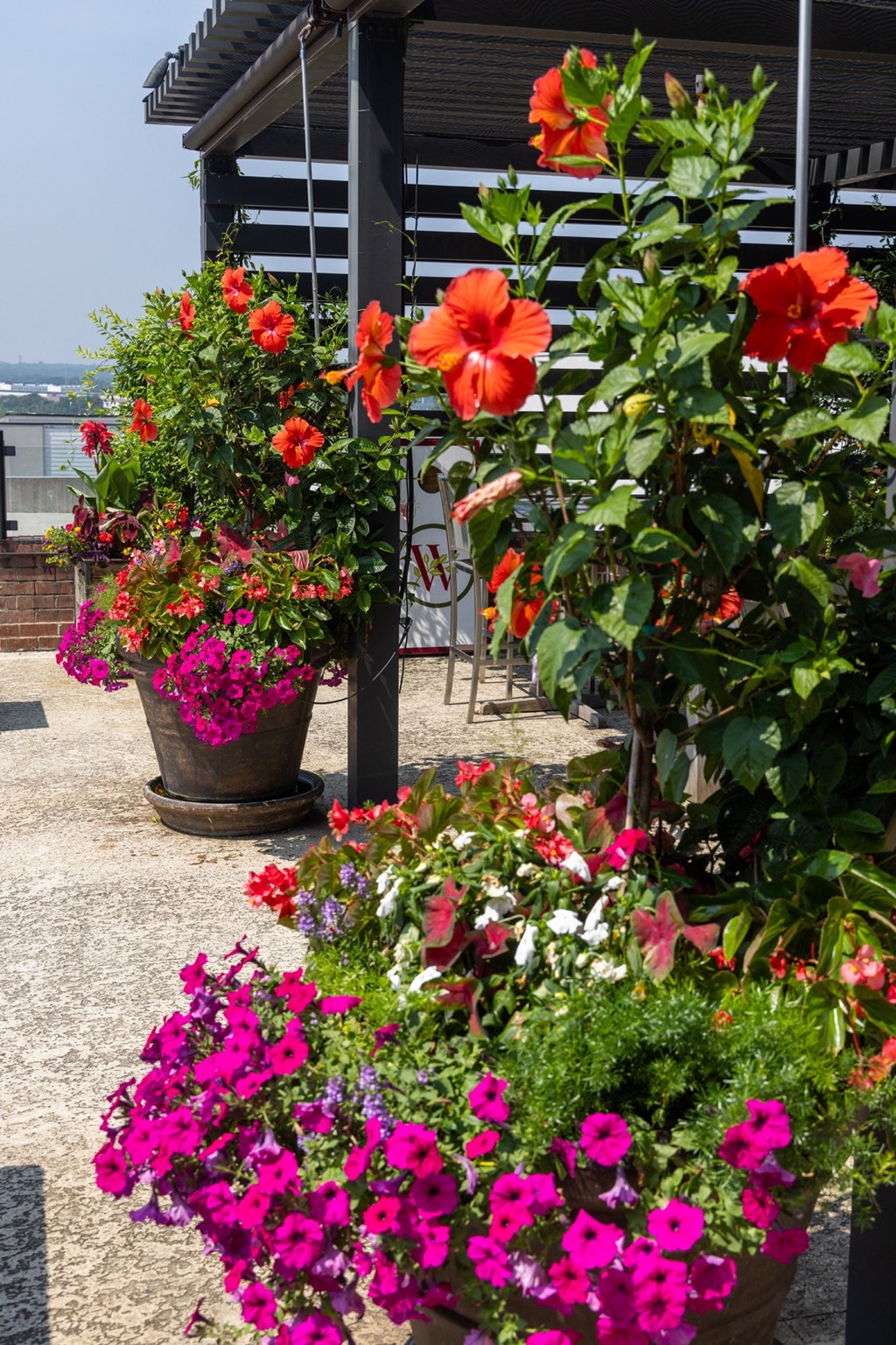 a variety of flowers in large pots on a patio