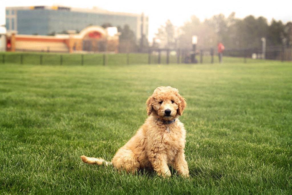 Walton Riverwood Fenced Dog Park1 at Walton Riverwood, Atlanta, 30339