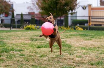 a dog running with a pink ball in its mouth