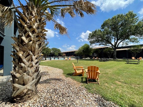 a yard with two chairs and a palm tree