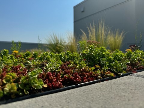 a landscaped garden on the side of a building