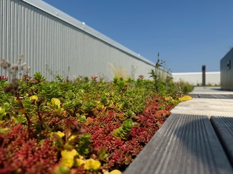a garden with red and green plants next to a wooden bench at Junction Central, Seattle