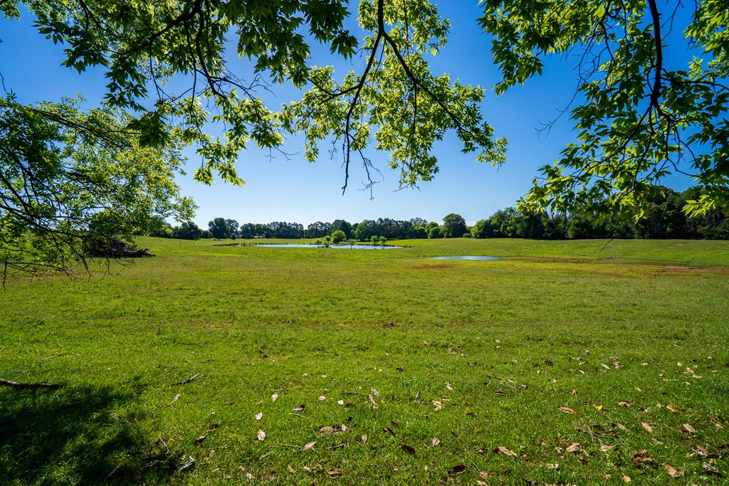 Scenic & Lush Meadow