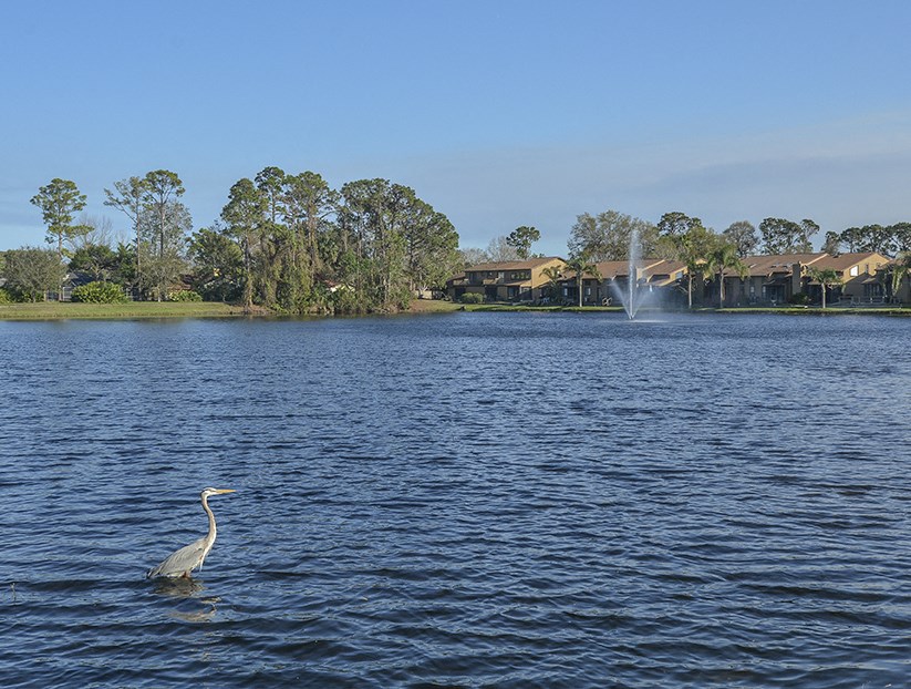 On-Site Lake with Bird Watching