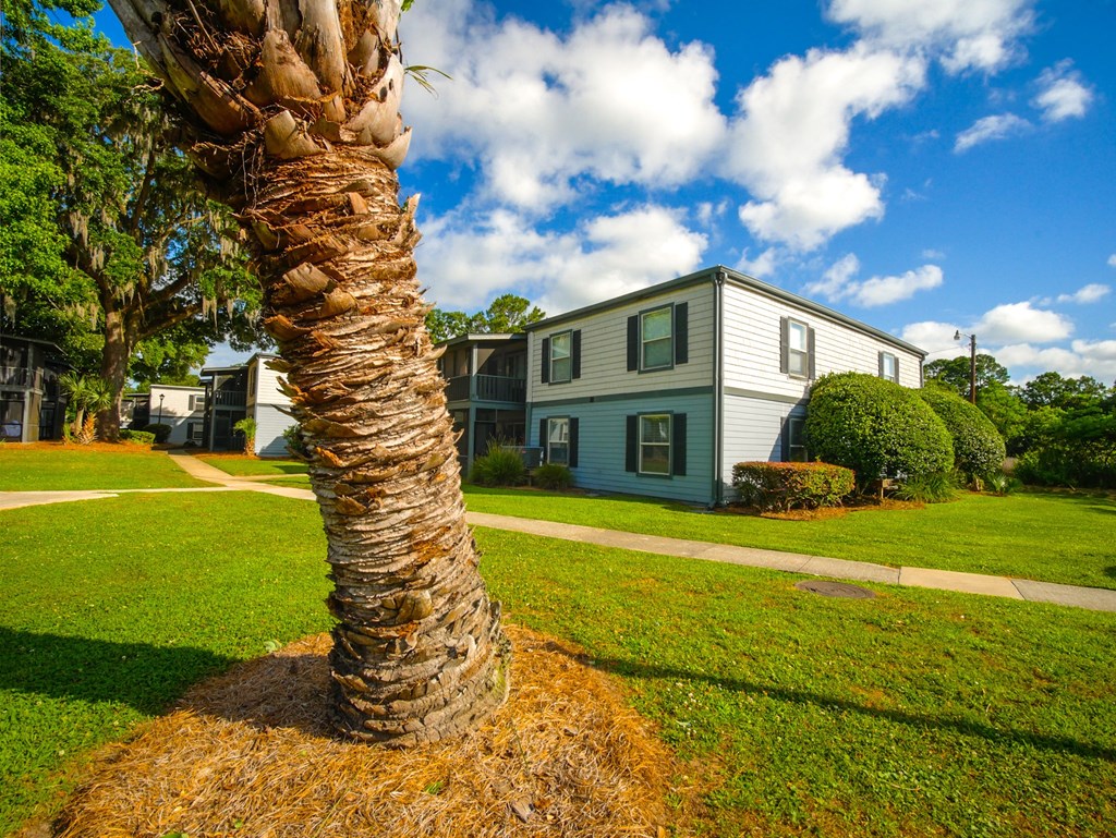 a palm tree in front of a house