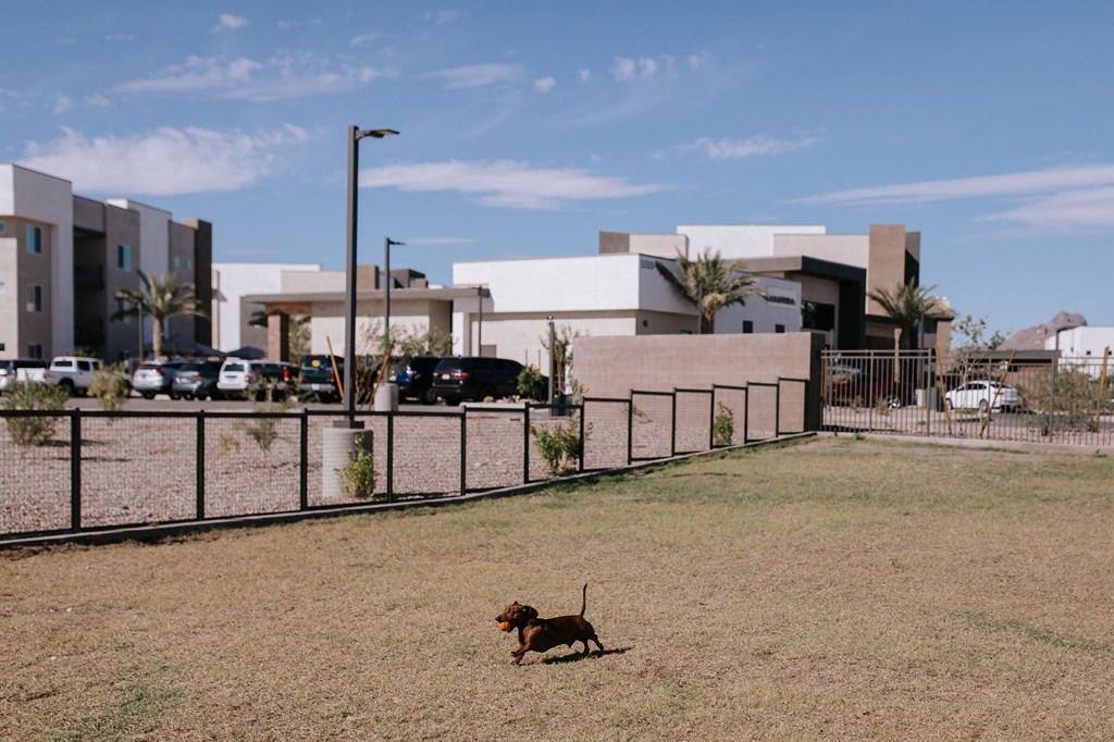 Dog Park at Amavida Marana Apartments in Marana Arizona