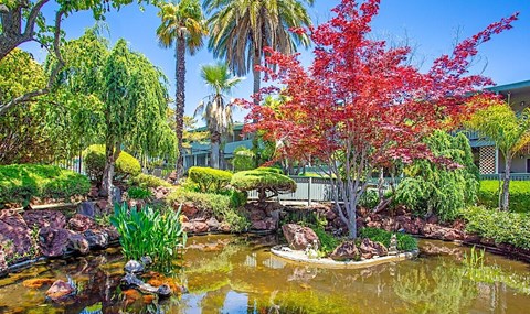 Pond