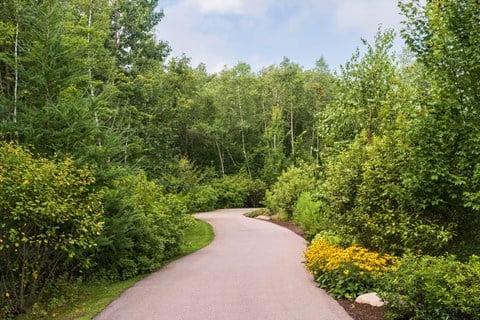 A winding road in a lush green forest.