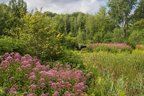 A field of purple flowers in the foreground with a forest in the background.
