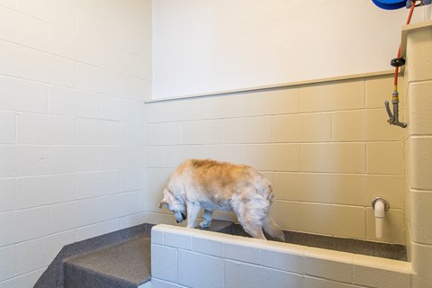 Pet Wash