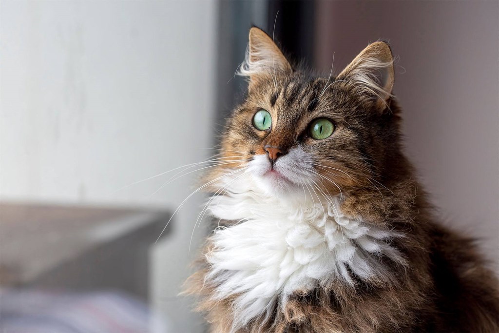 a long haired cat wearing a white scarf and green eyes