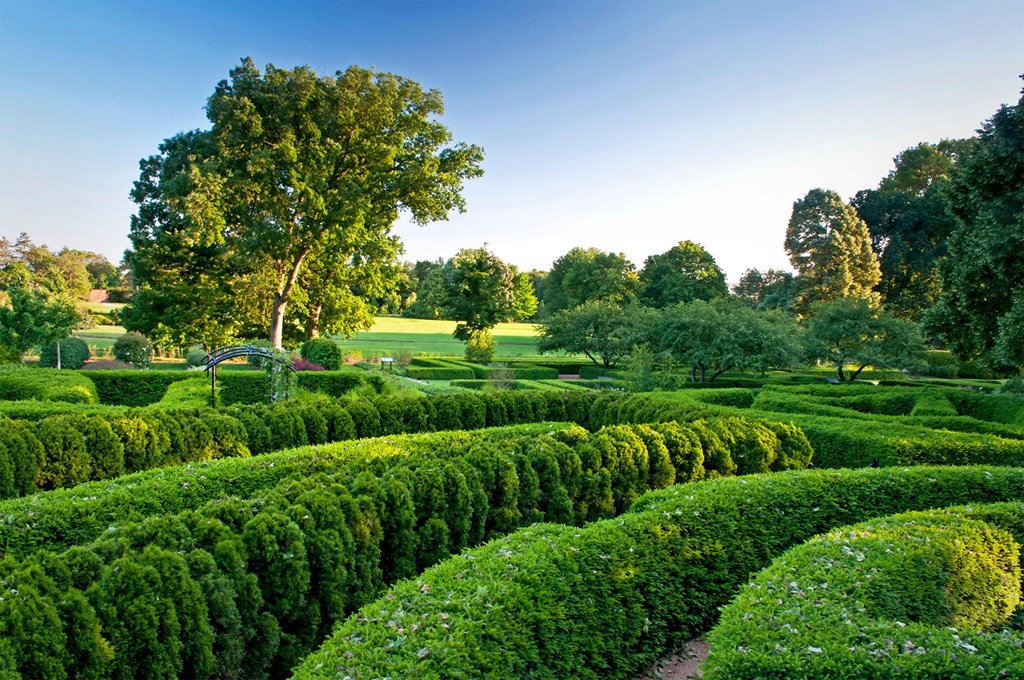 a lush green garden with hedges and a tree