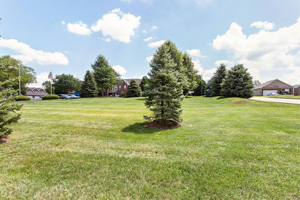 a large yard with a tree in the middle of it
