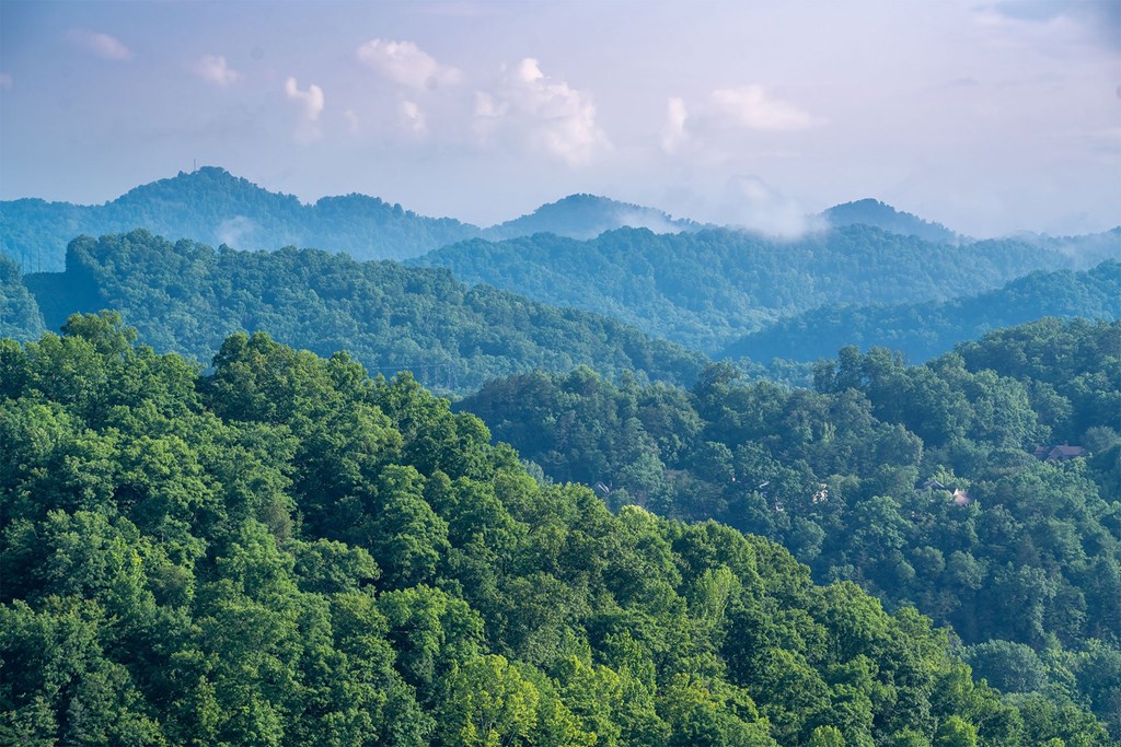 A lush green forest with mountains in the distance.