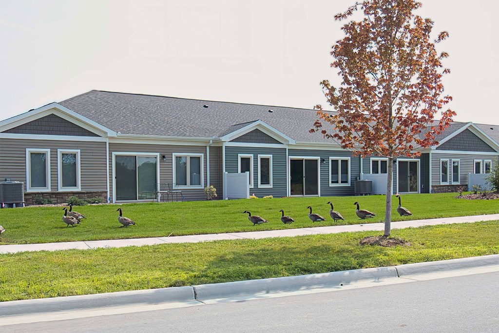 A row of ducks are walking in front of a house.