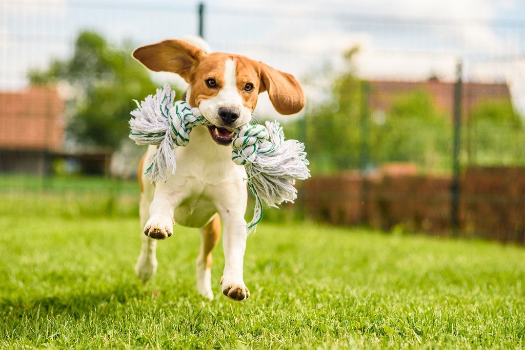 a brown and white dog running with a toy in its mouth