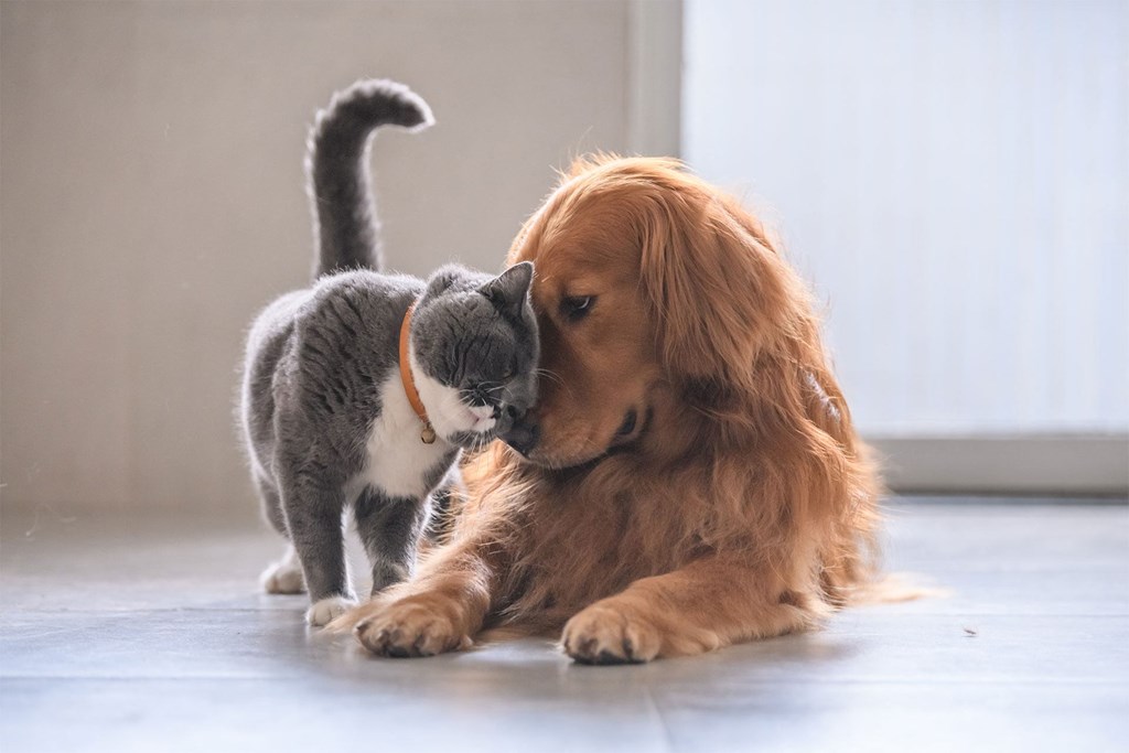 a dog and a cat playing with each other on the floor