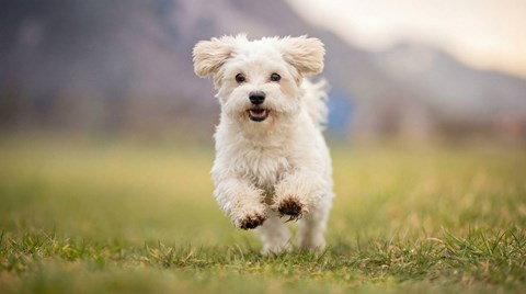 A small white dog is running in the grass.
