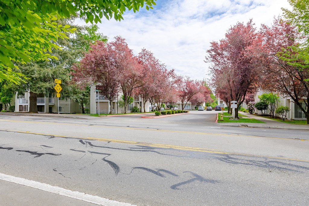 an empty street with pink blossoming trees on the side of the road