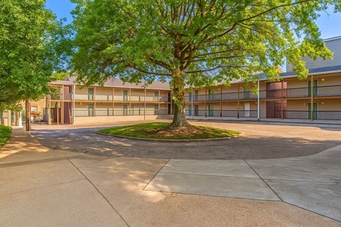 A tree in the middle of a courtyard surrounded by buildings.