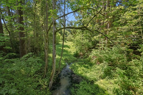 A stream flows through a lush green forest.