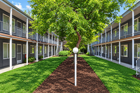 A tree in a courtyard surrounded by buildings.