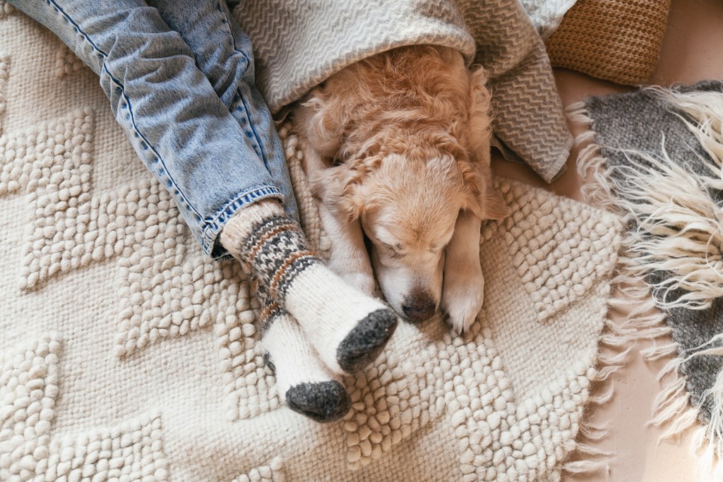 A dog is sleeping on a blanket next to a person's legs.