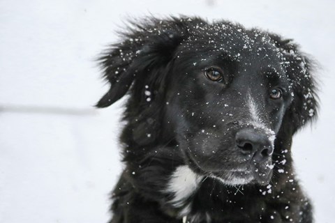 A black dog with snow on its face.