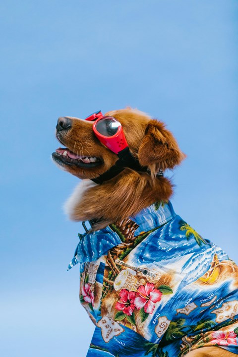 A dog wearing sunglasses and a floral shirt.
