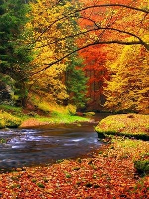 A stream flows through a forest of trees with autumn leaves.