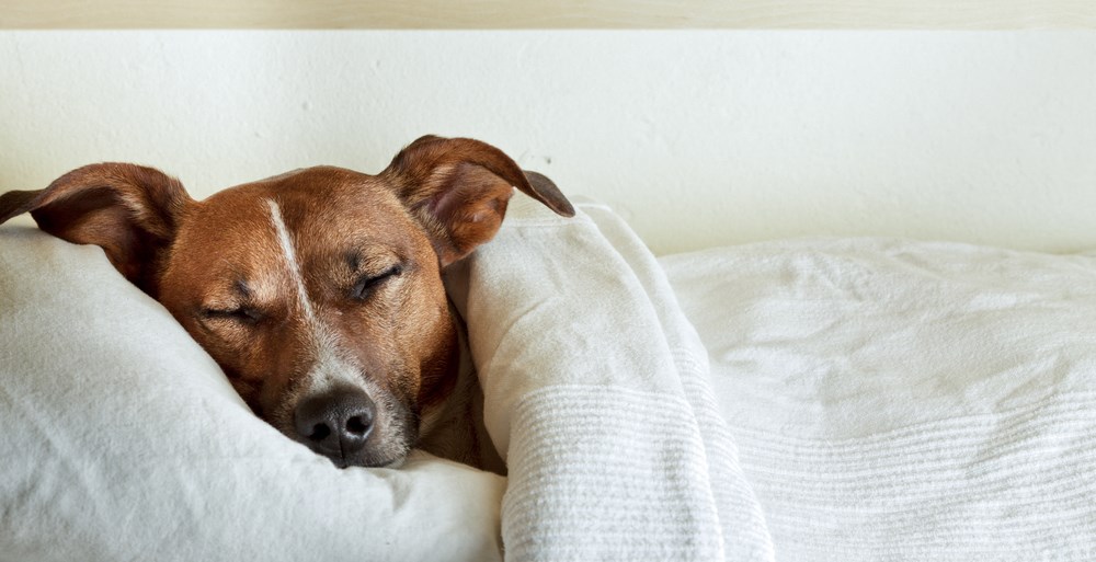 a dog sleeping on a bed with a blanket