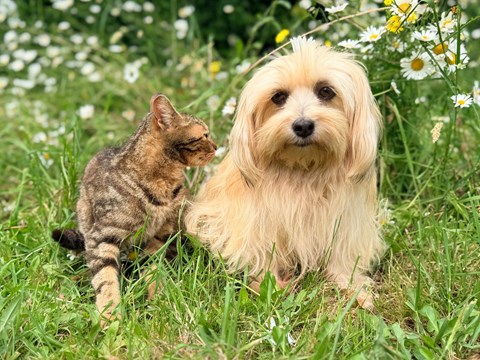 A cat and a dog are sitting in a field of flowers.