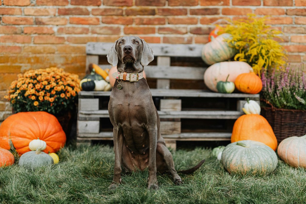 A dog is standing in front of a pumpkin patch.