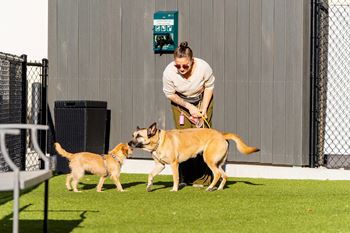 Pet Park with Shampoo Station