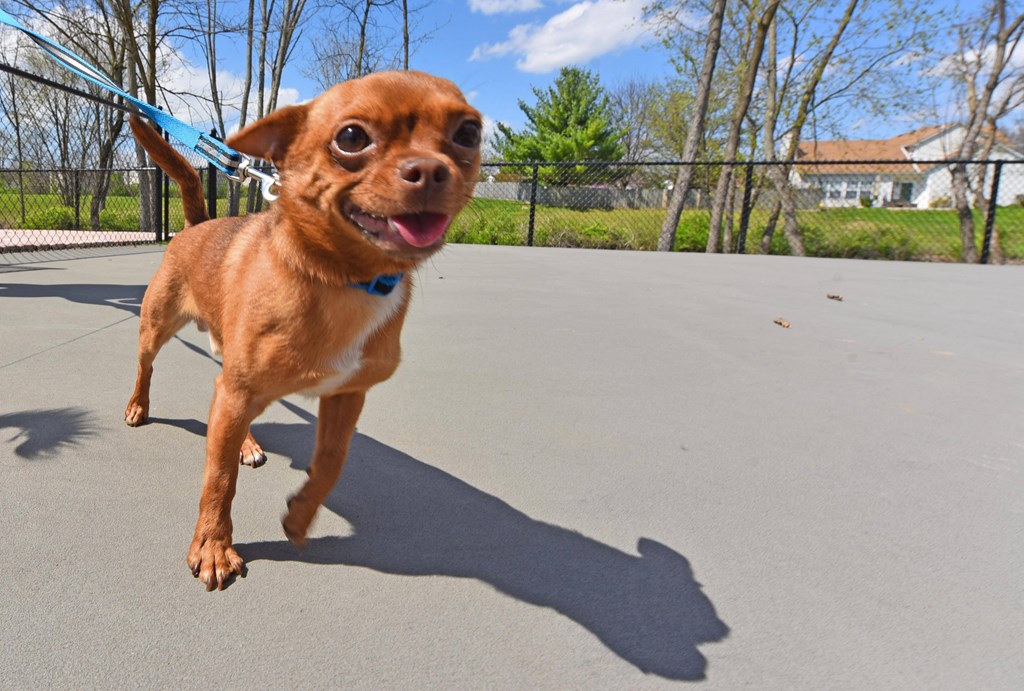 Pet Playground at The Metropolitan, Kentucky