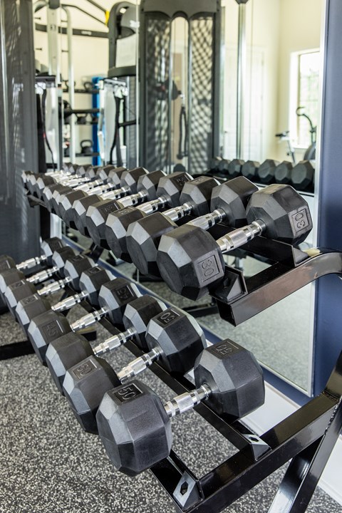 a row of dumbbells on a rack in a gym