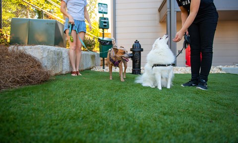 Pet Friendly Apartments at Axel Row in Birmingham, Alabama