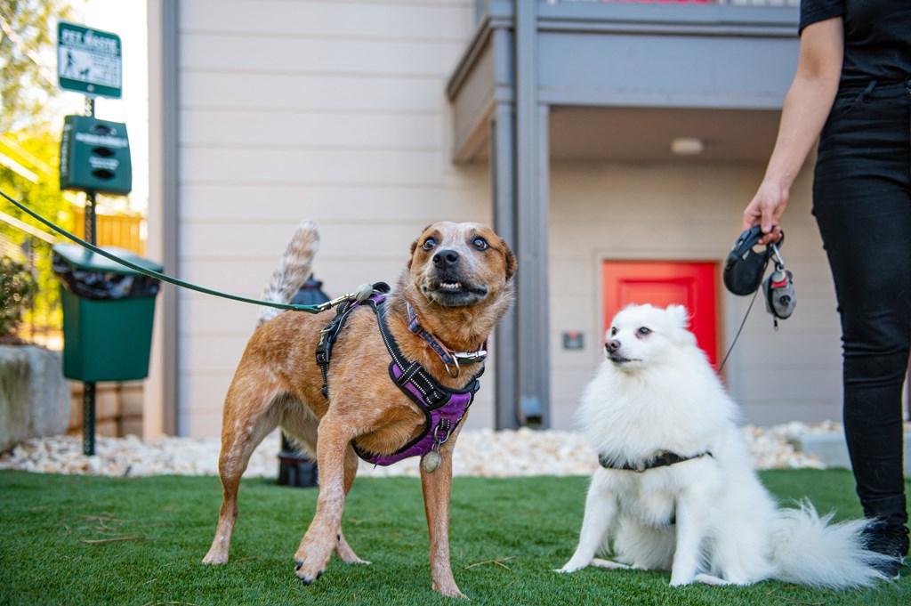 Pet Friendly Apartments at Axel Row in Birmingham, Alabama