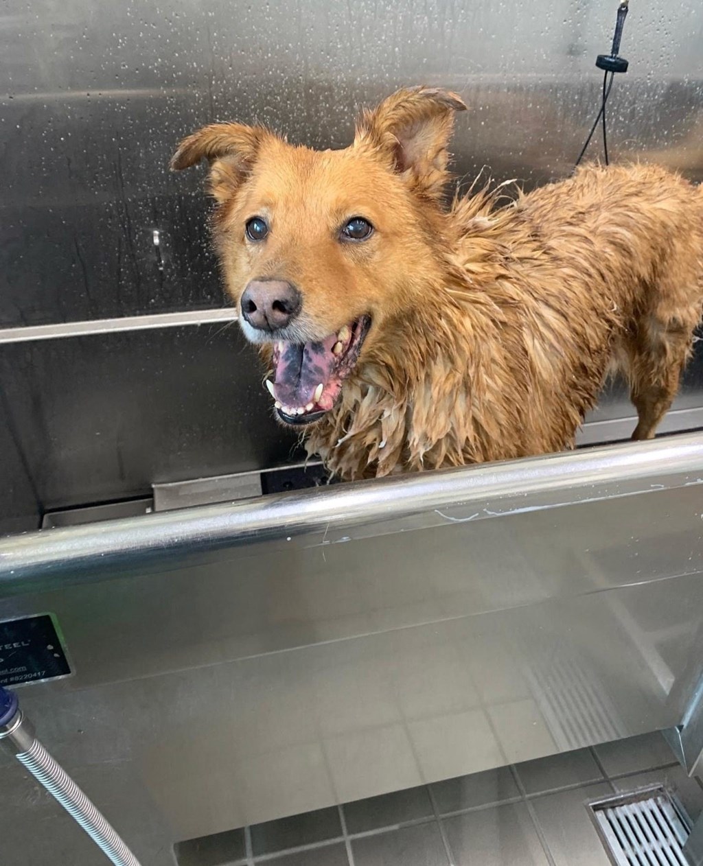 a dog in a bathtub with water sprayed on it