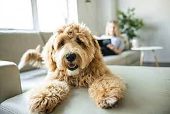 a dog laying on a table with a girl on the couch