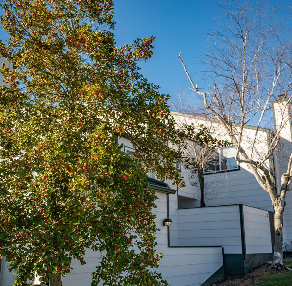 a white house with a tree in front of it