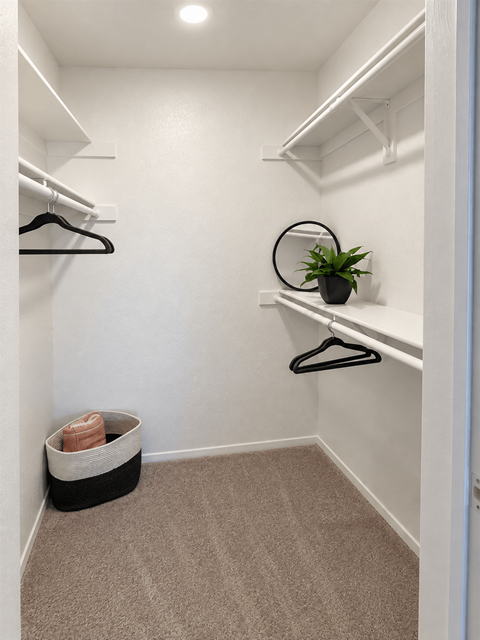 A small closet with a carpeted floor and a shelf with a plant on it.